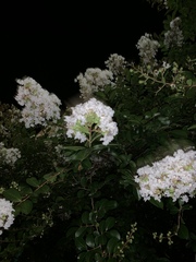 Lagerstroemia indica