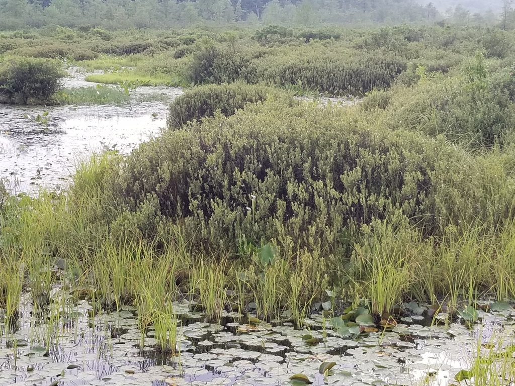 Sarracenia leucophylla, Centre County, US-PA, US