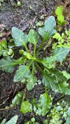 Viola tashiroi iNat (3)