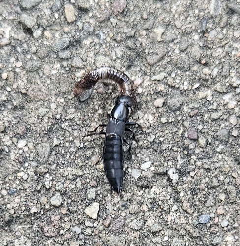 Ocypus nitens photo 2