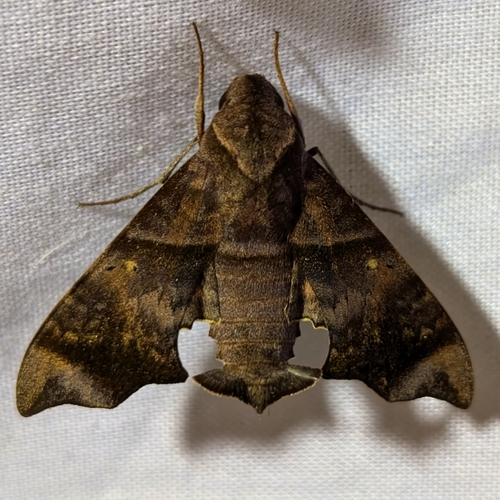Perigonia stulta