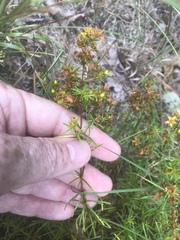 Hypericum lloydii