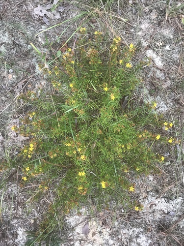 Sandhill St. Johnswort (Hypericum lloydii)