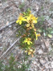 Hypericum lloydii