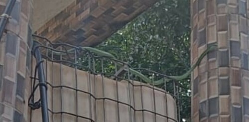Western Green Mamba