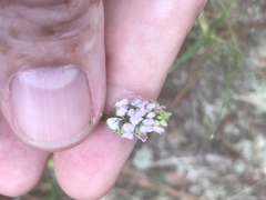 Polygala curtissii