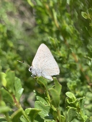 Satyrium sylvinus dryope