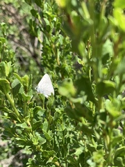 Satyrium sylvinus dryope