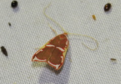 Barantola pulcherrima