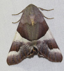 Niceteria macrocosma