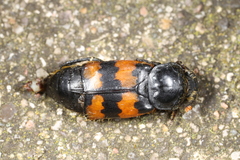 Nicrophorus vespillo