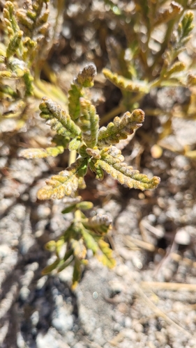 Image of Nama rothrockii by (c) D Defreese, some rights reserved (CC BY)