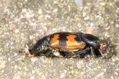 Nicrophorus vespillo