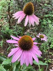 Echinacea purpurea