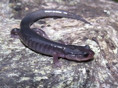Plethodon montanus