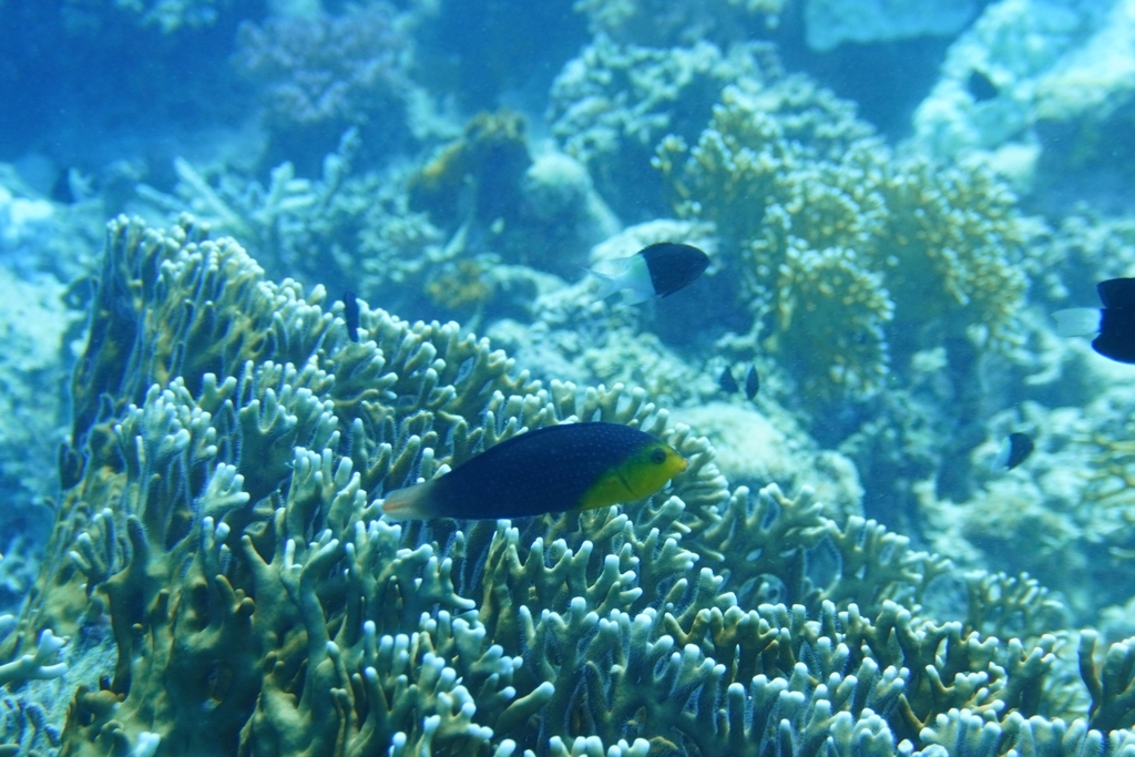 Yellowbreasted wrasse