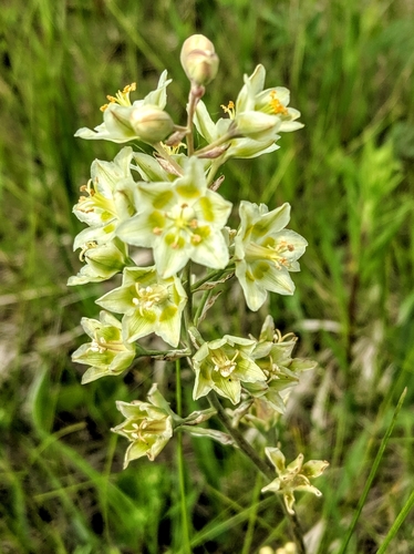 Mountain Deathcamas