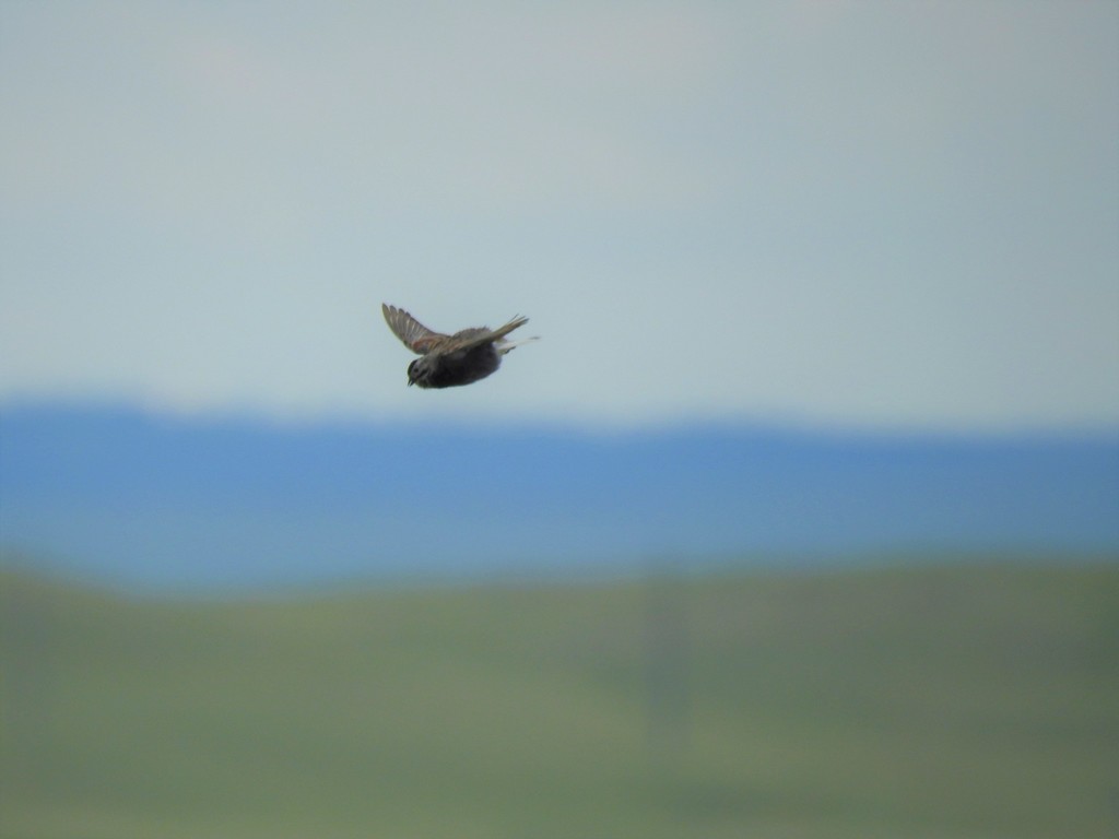 Thick-billed Longspur