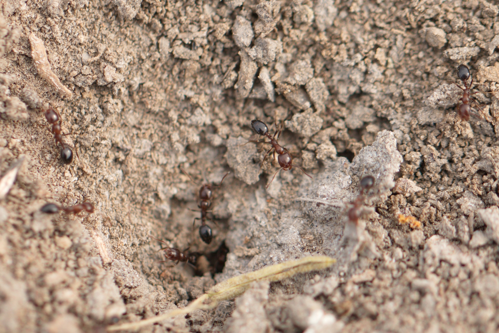 Monomorium kusnezowi