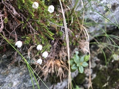 Harrimanella hypnoides