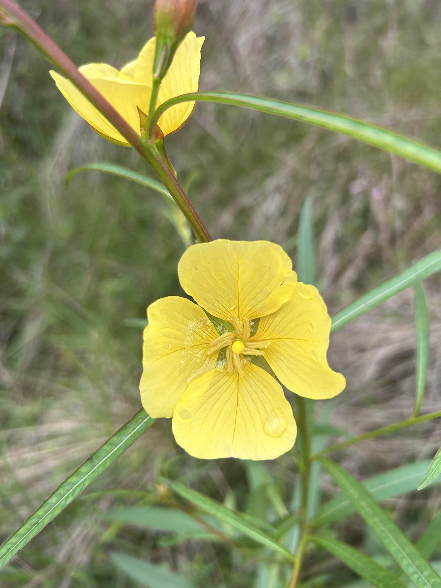 Ludwigia longifolia