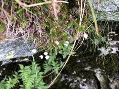 Harrimanella hypnoides