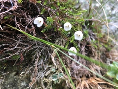 Harrimanella hypnoides