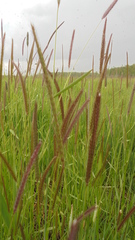 Hordeum brevisubulatum