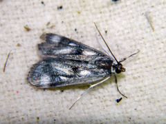 Parapoynx maculalis
