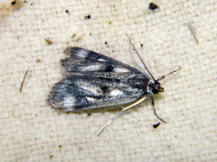 Parapoynx maculalis