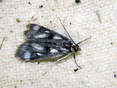 Parapoynx maculalis