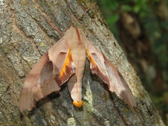 Coequosa australasiae