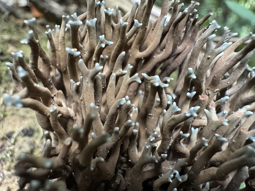 Phaeoclavulina cyanocephala