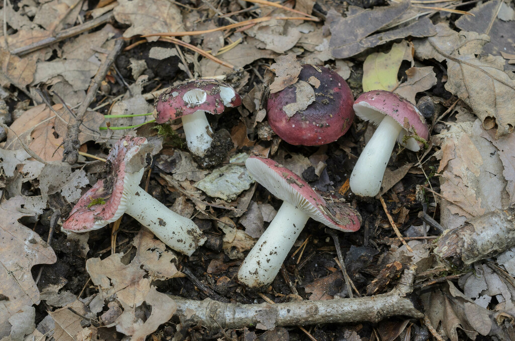 Russula bresadolae