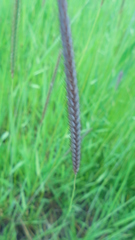 Hordeum brevisubulatum