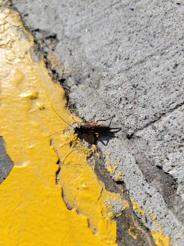 Pimpla pedalis photo 5