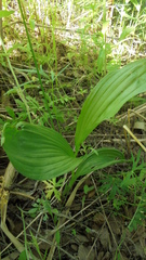 Cypripedium