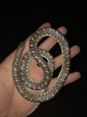 Arizona elegans elegans
