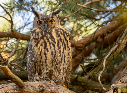 Eurasian Eagle-Owl, photo 5 of 10