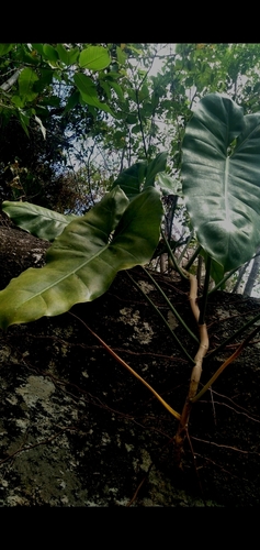 Image of Philodendron Quinquenervium (Philodendron quinquenervium) by (c) cristianol1456, some rights reserved (CC BY-SA)