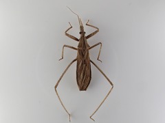 Stenopoda wygodzinskyi