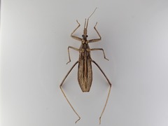 Stenopoda wygodzinskyi
