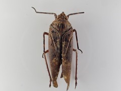 Copidocephala viridiguttata
