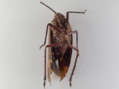 Copidocephala viridiguttata