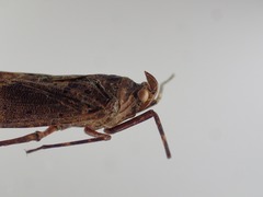 Copidocephala viridiguttata