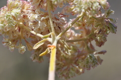 Eriogonum heracleoides