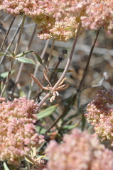 Eriogonum heracleoides