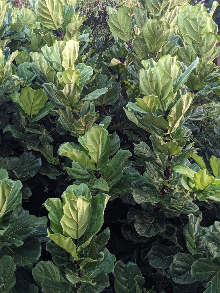 Fiddle-leaf Fig