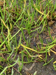 Lilaeopsis occidentalis