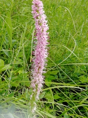 Veronica porphyriana